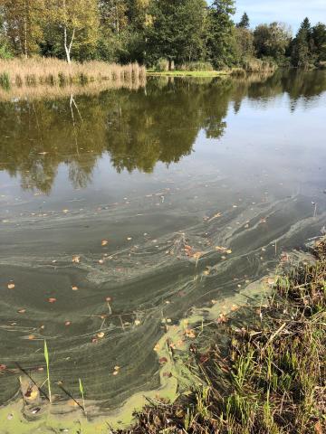 Blaualgen: Trübes Wasser vorsichtshalber meiden
